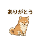 ほっこり癒し♪手描きの柴犬さん（個別スタンプ：2）