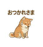 ほっこり癒し♪手描きの柴犬さん（個別スタンプ：3）