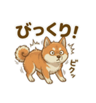 ほっこり癒し♪手描きの柴犬さん（個別スタンプ：11）