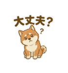 ほっこり癒し♪手描きの柴犬さん（個別スタンプ：19）
