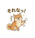 ほっこり癒し♪手描きの柴犬さん（個別スタンプ：25）