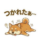ほっこり癒し♪手描きの柴犬さん（個別スタンプ：30）