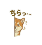 ほっこり癒し♪手描きの柴犬さん（個別スタンプ：39）