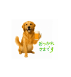 【動く】ゴールデンレトリバー★毎日使える（個別スタンプ：3）