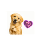 【動く】ゴールデンレトリバー★毎日使える（個別スタンプ：4）