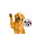【動く】ゴールデンレトリバー★毎日使える（個別スタンプ：5）