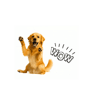 【動く】ゴールデンレトリバー★毎日使える（個別スタンプ：6）