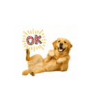 【動く】ゴールデンレトリバー★毎日使える（個別スタンプ：8）