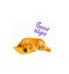 【動く】ゴールデンレトリバー★毎日使える（個別スタンプ：10）