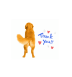 【動く】ゴールデンレトリバー★毎日使える（個別スタンプ：11）