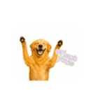 【動く】ゴールデンレトリバー★毎日使える（個別スタンプ：12）