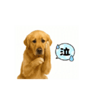 【動く】ゴールデンレトリバー★毎日使える（個別スタンプ：13）
