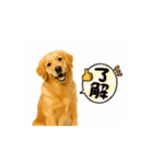【動く】ゴールデンレトリバー★毎日使える（個別スタンプ：14）