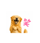 【動く】ゴールデンレトリバー★毎日使える（個別スタンプ：15）