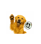 【動く】ゴールデンレトリバー★毎日使える（個別スタンプ：16）