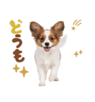 いつでも使える♡パピヨンのスタンプ（個別スタンプ：1）