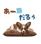 いつでも使える♡パピヨンのスタンプ（個別スタンプ：2）