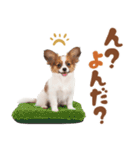 いつでも使える♡パピヨンのスタンプ（個別スタンプ：3）