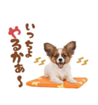 いつでも使える♡パピヨンのスタンプ（個別スタンプ：4）