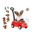 いつでも使える♡パピヨンのスタンプ（個別スタンプ：5）