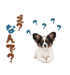 いつでも使える♡パピヨンのスタンプ（個別スタンプ：6）