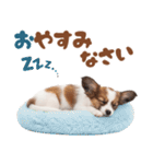 いつでも使える♡パピヨンのスタンプ（個別スタンプ：7）