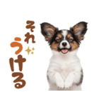 いつでも使える♡パピヨンのスタンプ（個別スタンプ：8）