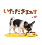 いつでも使える♡パピヨンのスタンプ（個別スタンプ：9）