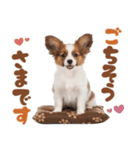 いつでも使える♡パピヨンのスタンプ（個別スタンプ：10）