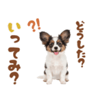 いつでも使える♡パピヨンのスタンプ（個別スタンプ：11）