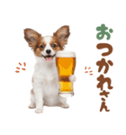 いつでも使える♡パピヨンのスタンプ（個別スタンプ：12）