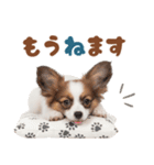 いつでも使える♡パピヨンのスタンプ（個別スタンプ：13）