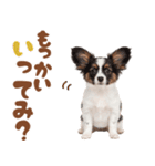 いつでも使える♡パピヨンのスタンプ（個別スタンプ：14）