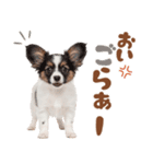 いつでも使える♡パピヨンのスタンプ（個別スタンプ：15）