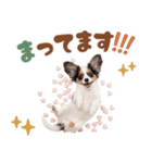 いつでも使える♡パピヨンのスタンプ（個別スタンプ：16）