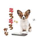 いつでも使える♡パピヨンのスタンプ（個別スタンプ：17）