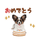 いつでも使える♡パピヨンのスタンプ（個別スタンプ：19）