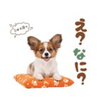 いつでも使える♡パピヨンのスタンプ（個別スタンプ：20）