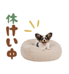 いつでも使える♡パピヨンのスタンプ（個別スタンプ：21）