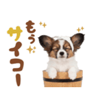 いつでも使える♡パピヨンのスタンプ（個別スタンプ：22）