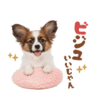 いつでも使える♡パピヨンのスタンプ（個別スタンプ：23）