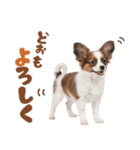 いつでも使える♡パピヨンのスタンプ（個別スタンプ：24）