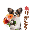 いつでも使える♡パピヨンのスタンプ（個別スタンプ：25）