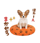 いつでも使える♡パピヨンのスタンプ（個別スタンプ：26）