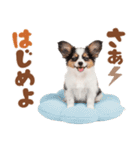 いつでも使える♡パピヨンのスタンプ（個別スタンプ：27）