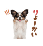 いつでも使える♡パピヨンのスタンプ（個別スタンプ：28）