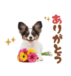 いつでも使える♡パピヨンのスタンプ（個別スタンプ：29）