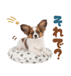 いつでも使える♡パピヨンのスタンプ（個別スタンプ：30）