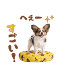 いつでも使える♡パピヨンのスタンプ（個別スタンプ：31）