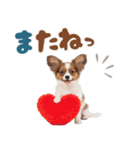 いつでも使える♡パピヨンのスタンプ（個別スタンプ：32）